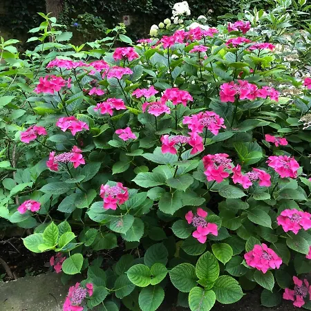 Le Ortensie Di Via Rossetti * Трієст