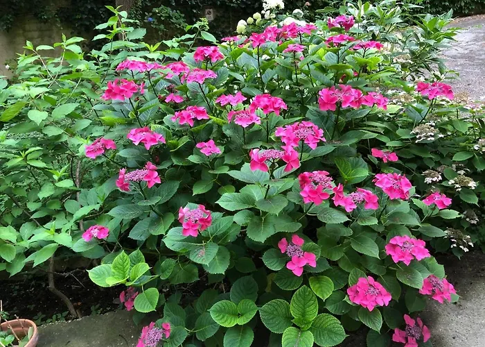 Le Ortensie Di Via Rossetti * Trieste
