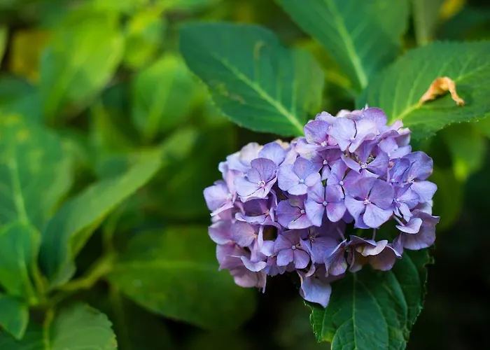 ベッド・アンド・ブレックファスト Le Ortensie Di Via Rossetti