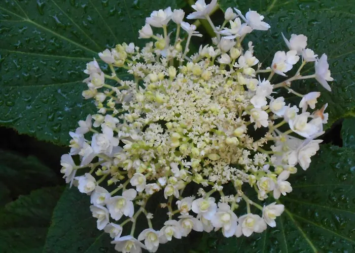 Готель типу 